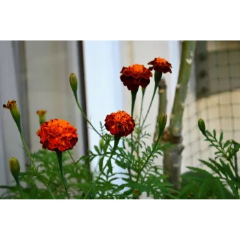 Natural Marigold Flowers